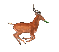 Gif animé antilope court